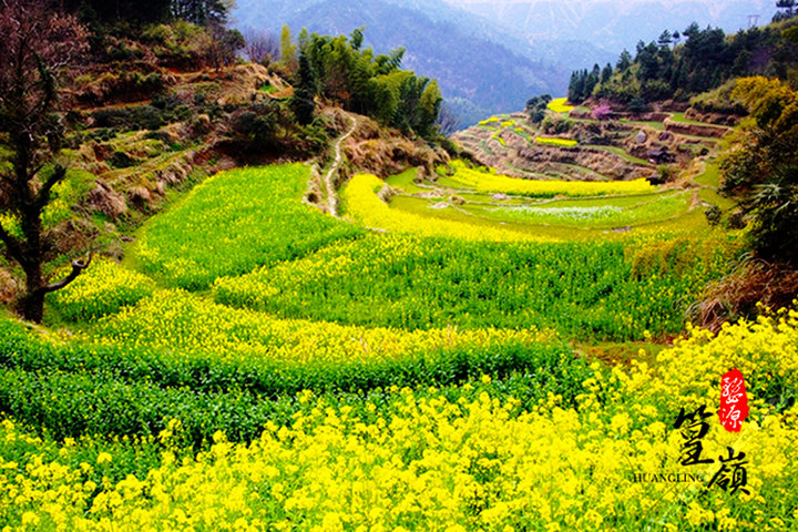 黄山,翡翠池,婺源篁岭,古城岩,老街 三日游