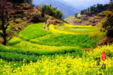 黄山,翡翠池,婺源篁岭,古城岩,老街 三日游